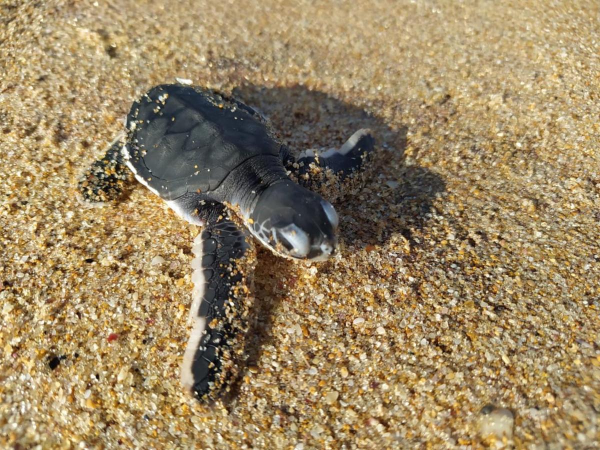 Neem Jay Beach Resort Tangalle Dış mekan fotoğraf